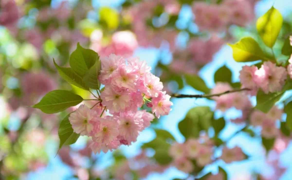 Синоптиктер сәуір айына арналған ауа райы болжамын ұсынды