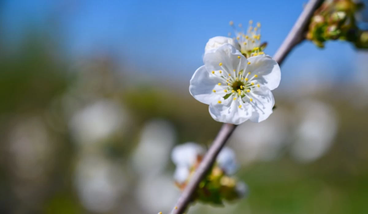 Қазақстанда 2026 жылғы көктем мен жаз қандай болады