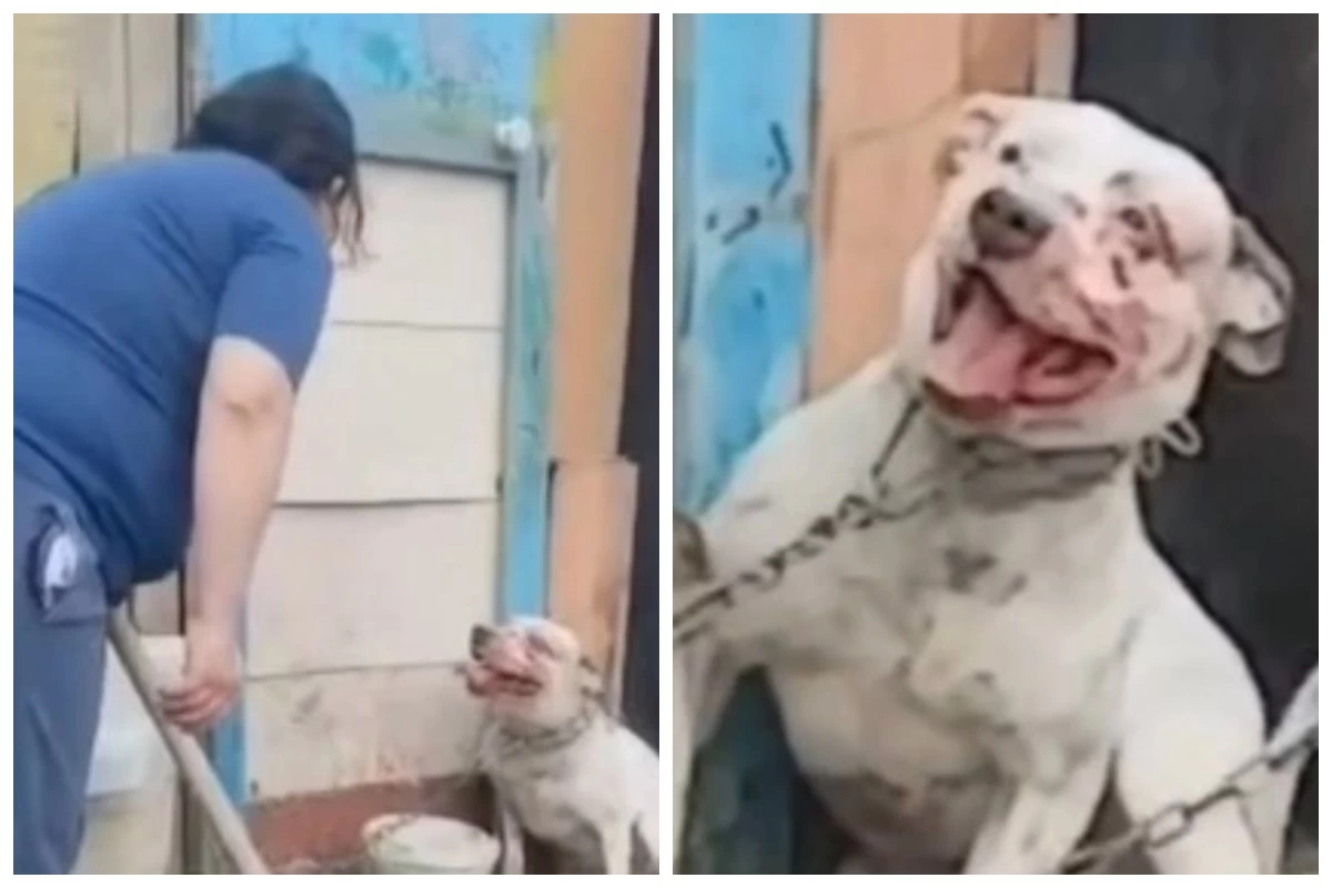 итті күрекпен сабады