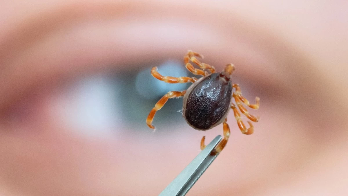 Қазақстан шекарасының маңынан қауіпті кене түрі табылды: Қалай қорғану керек