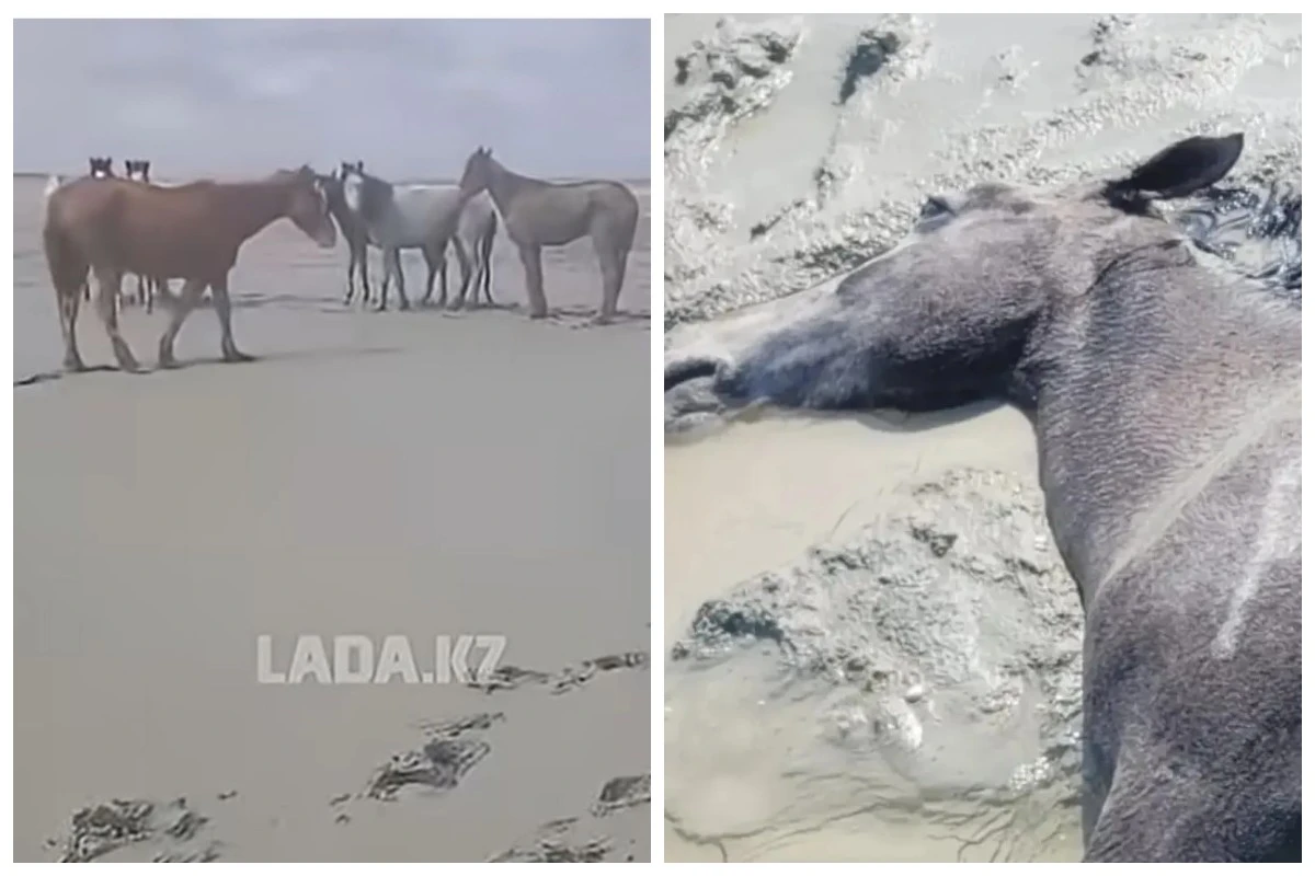 Басты жаңалықтар