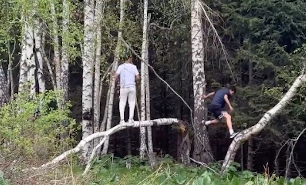 Тау, табиғат, ағаш