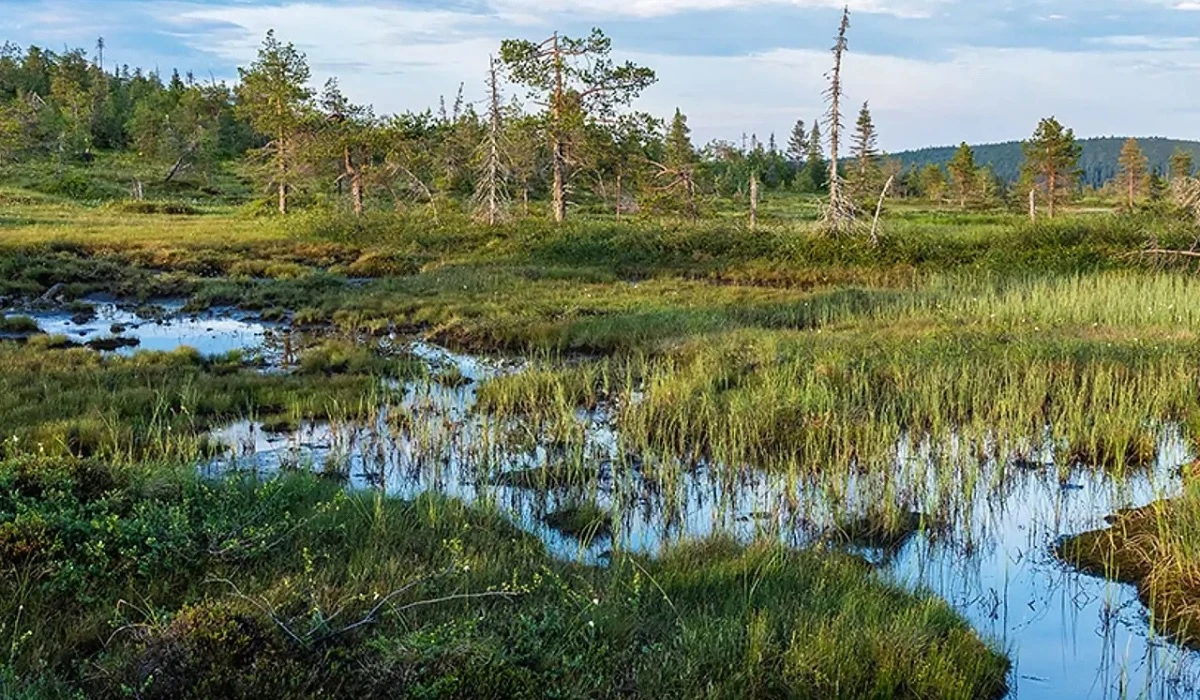 Балшық
