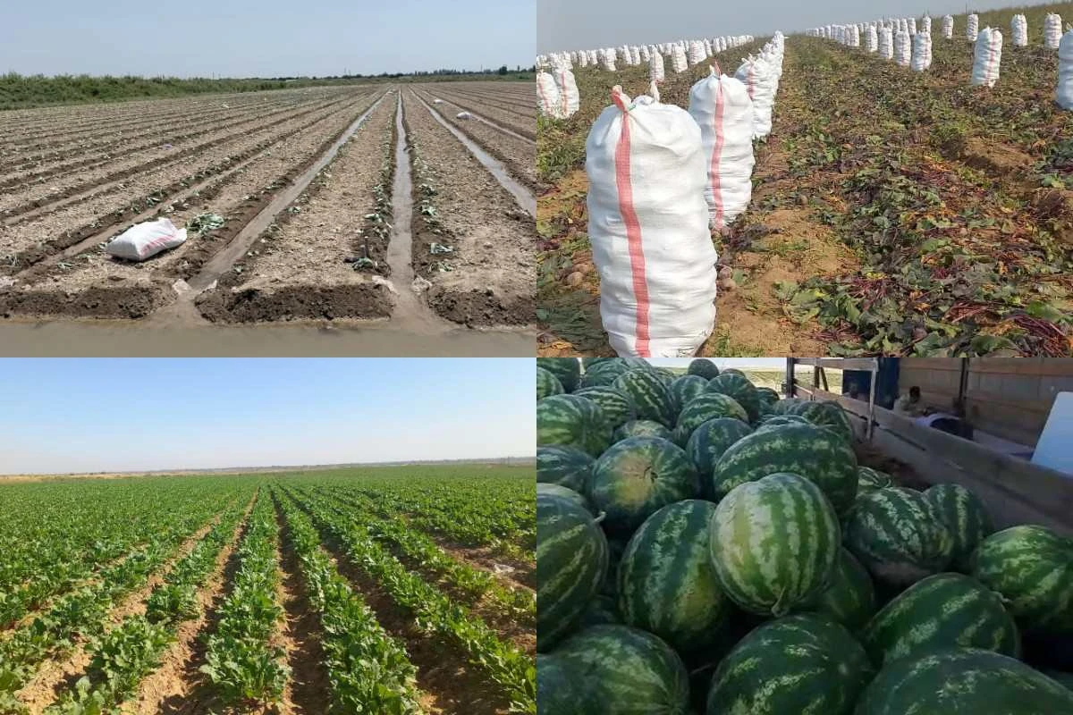 Диқанның егістігі