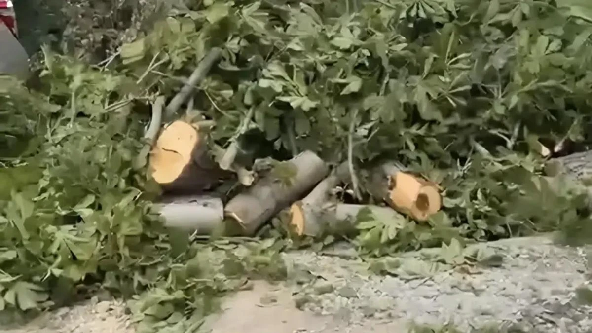 каштан ағашы