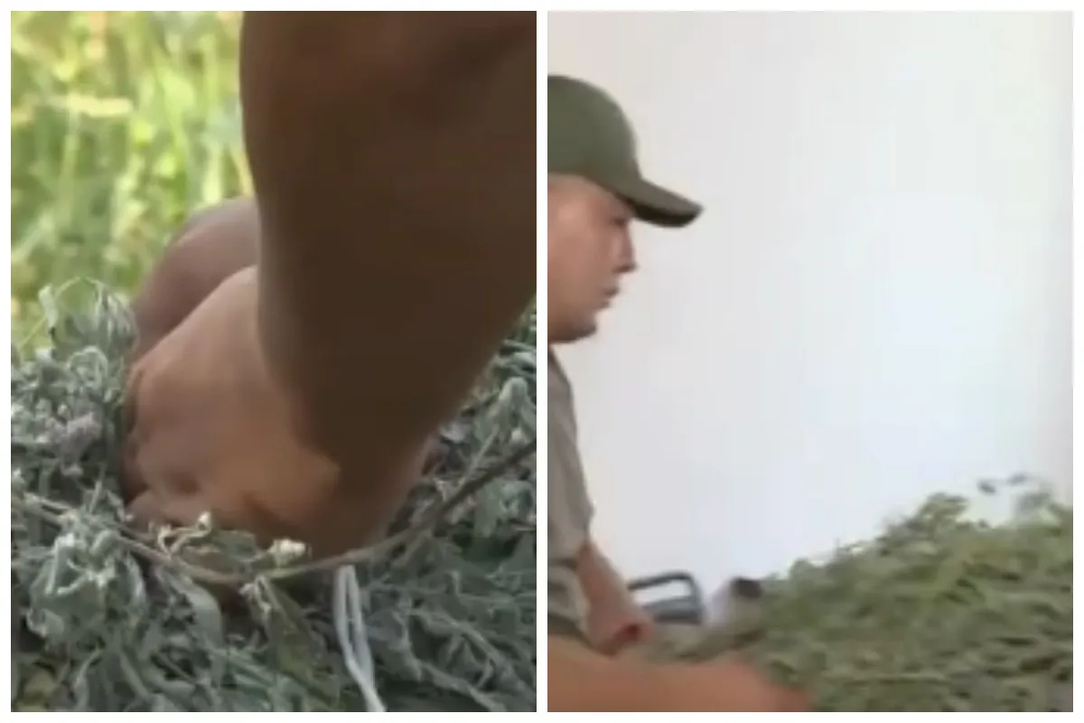 шөп