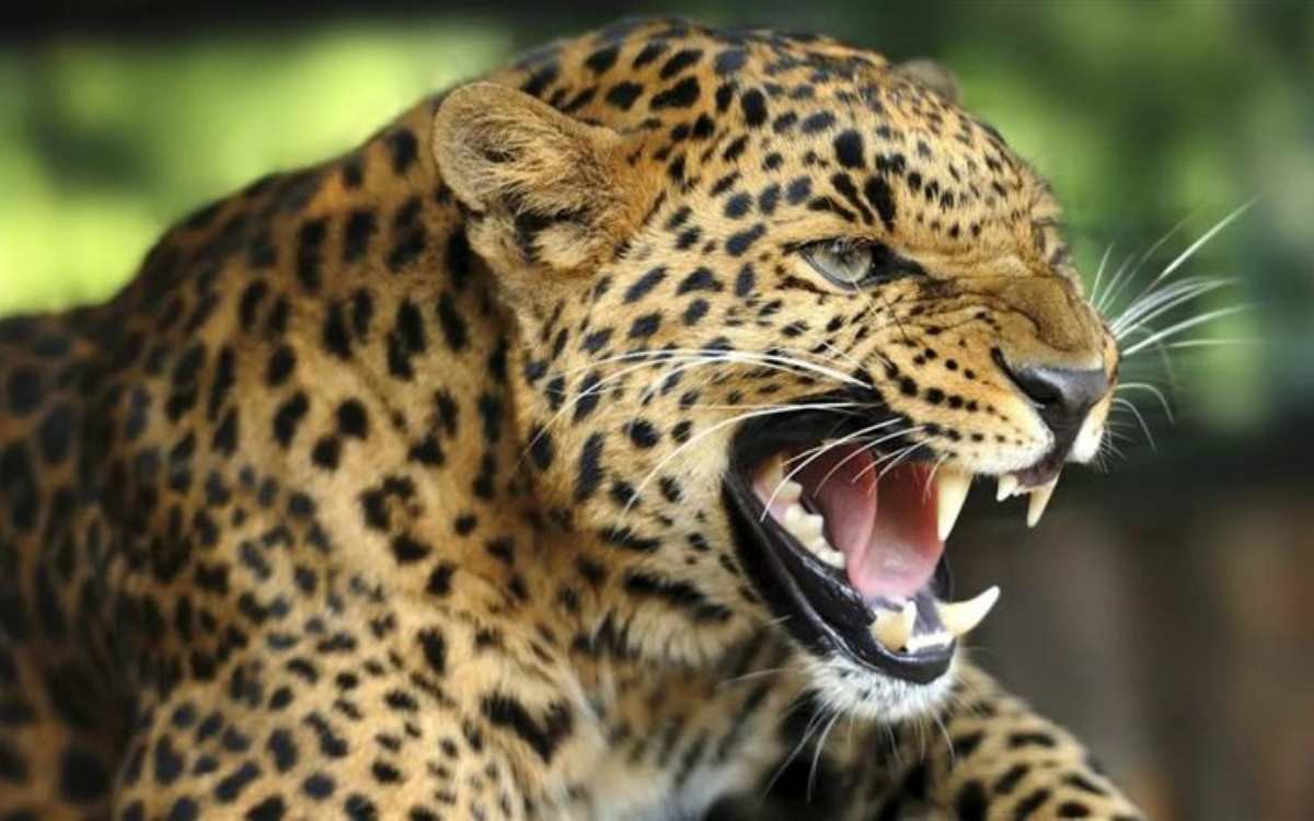 леопард