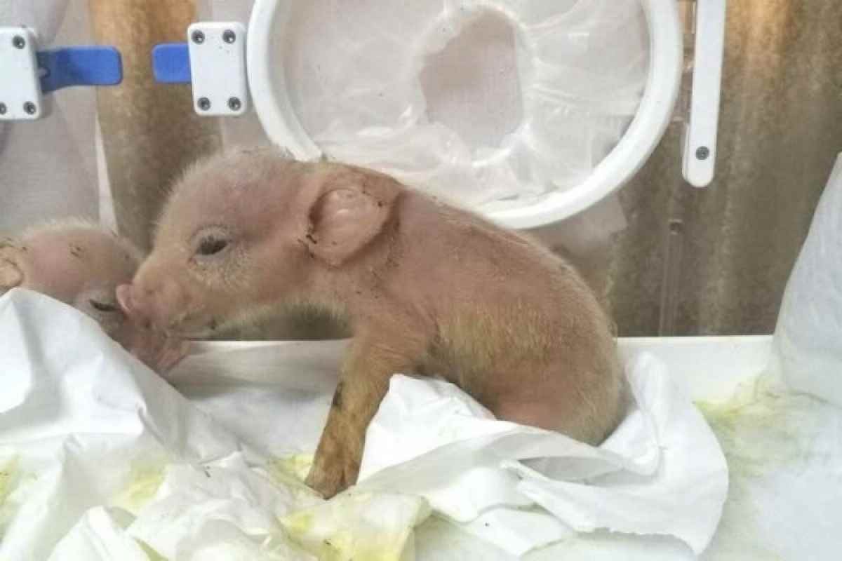 Первые в мире свиньи с клетками обезьян родились в Китае Подробнее: https://tengrinews.kz/science/pervyie-v-mire-svini-s-kletkami-obezyan-rodilis-v-kitae-385977/ Любое использование материалов допускается только при наличии гиперссылки на Tengrinews.kz