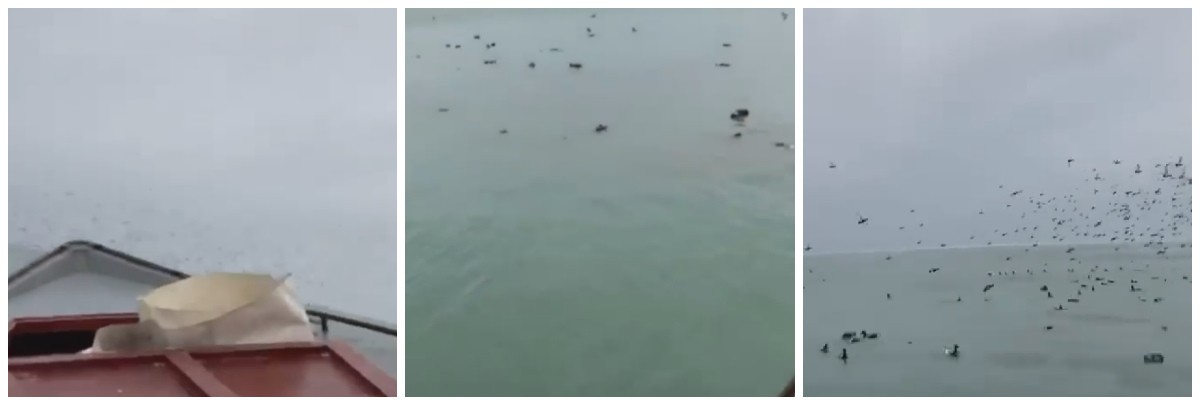 Каспий теңізінде үйректерді қайықпен басқандар жазаланды