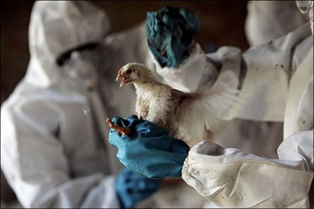 Болезнь птичий грипп