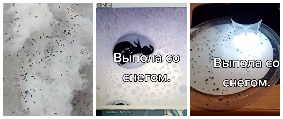 Ең порнографиялық көркем фильм Үлкен мүшесі әкенің порносы