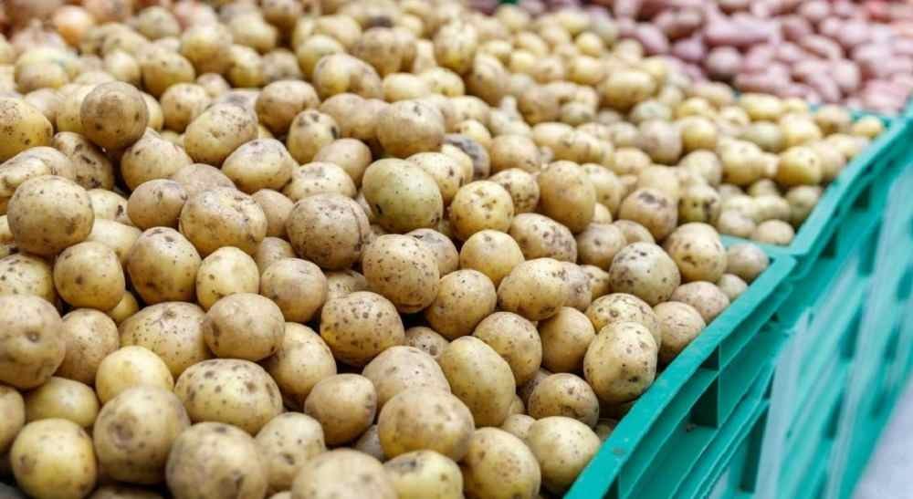Ауыл шаруашылығы министрлігі: Картоп бағасы 120 тенгеге дейін түседі