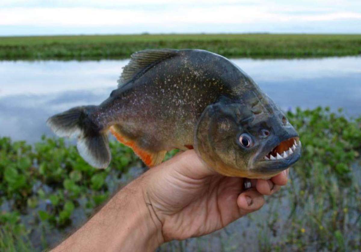 Какая рыба плохая. Рыба Пиранья. Река Амазонка рыба Пиранья. Пиранья Наттерера. Амазонские пираньи.