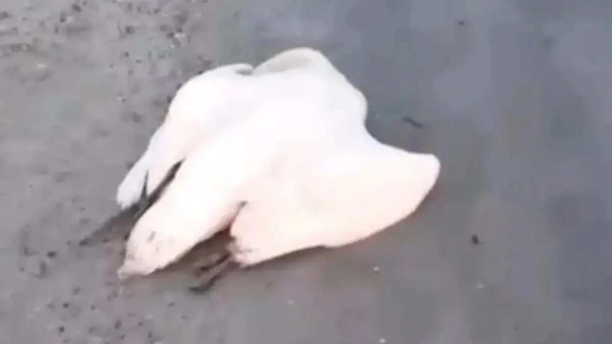 Балықшы құстардың өліміне лас су себеп болды деп санайды