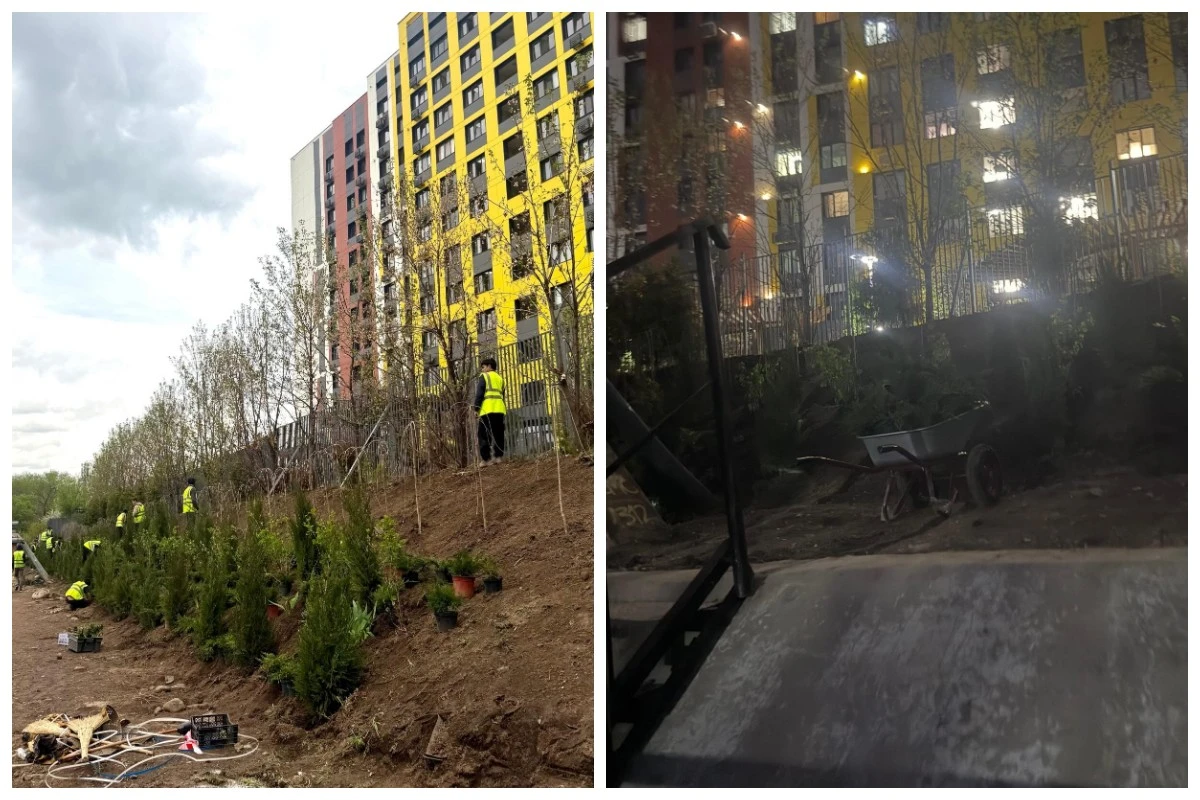 тұрғын үй ауласына ағаш еккен