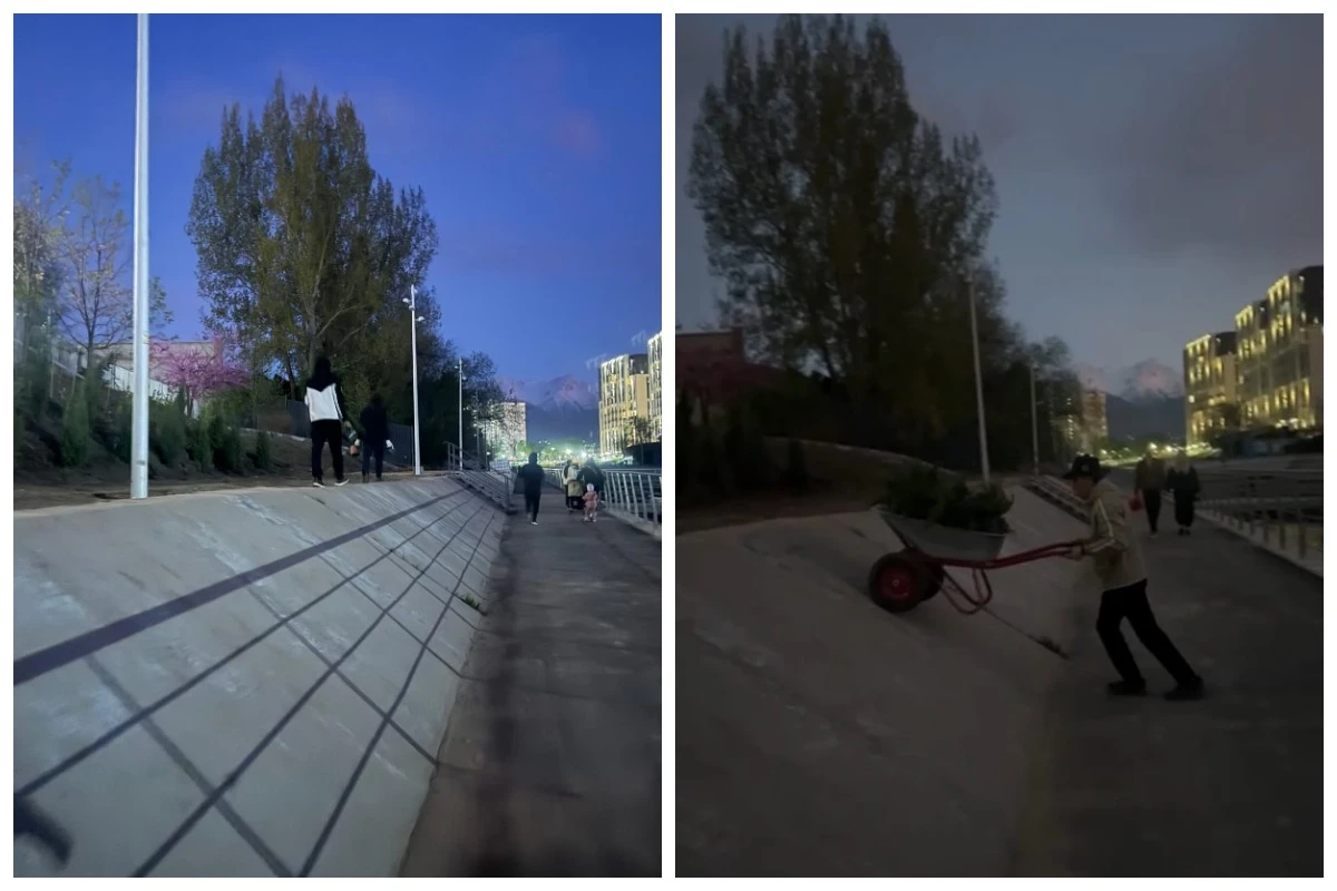 тұрғын үй ауласына ағаш еккен