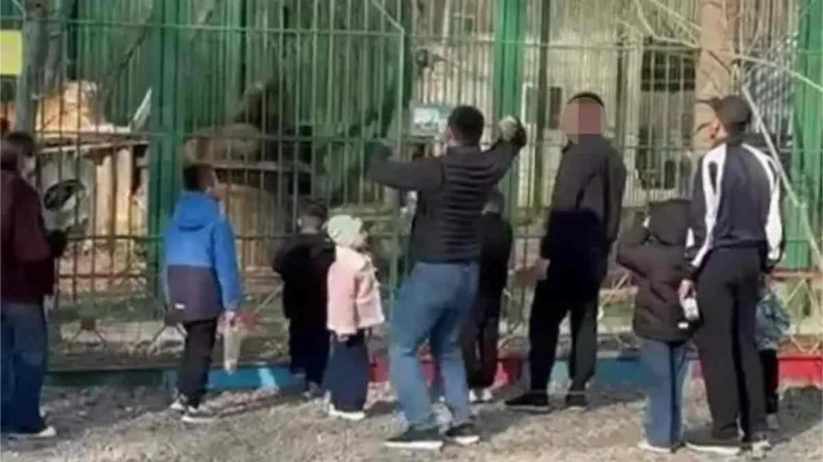 арыстанға тас лақтырған