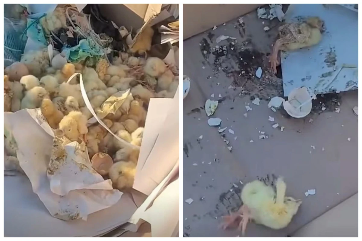 қоқыстағы балапандар