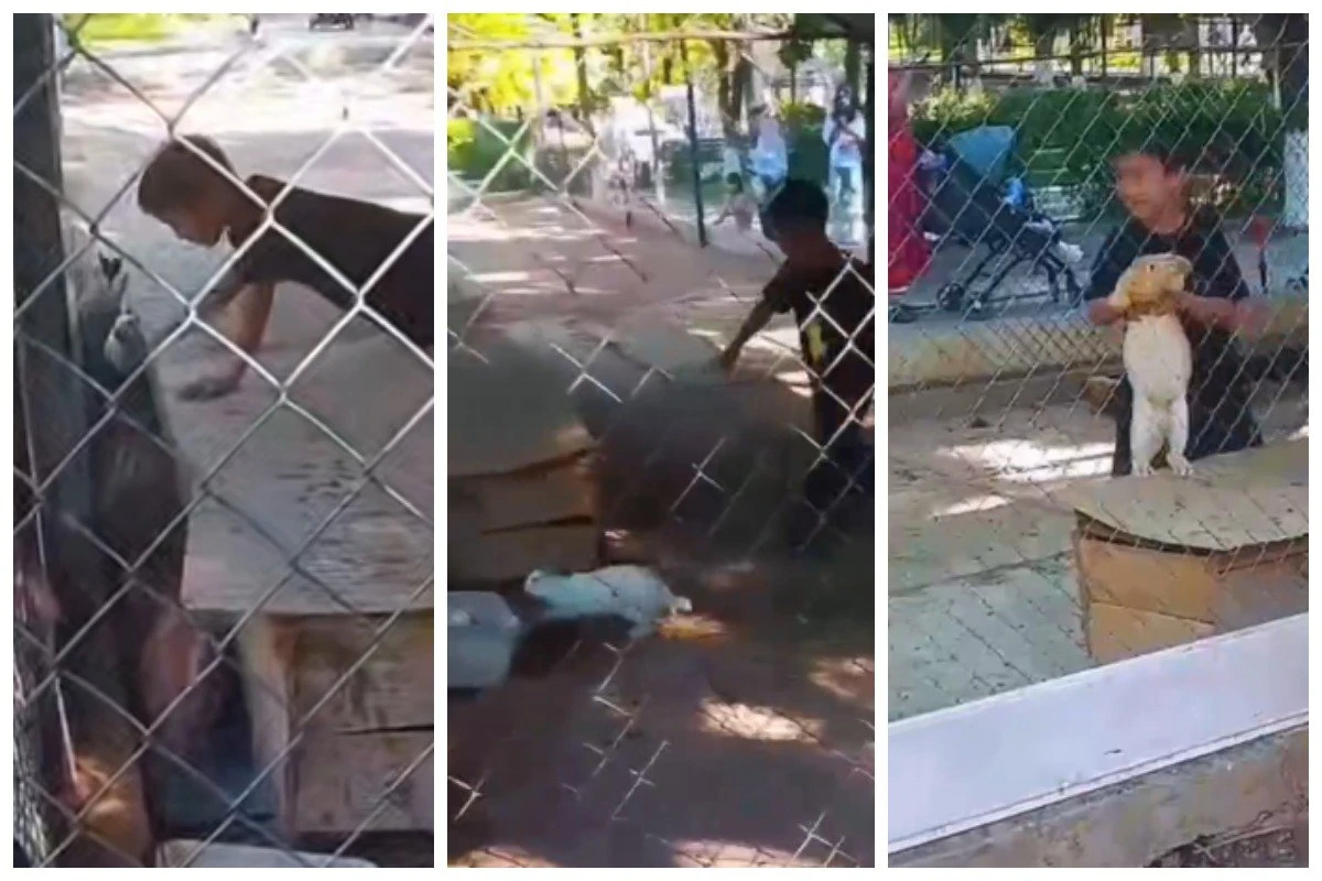 қояндарды ұстап алған бала