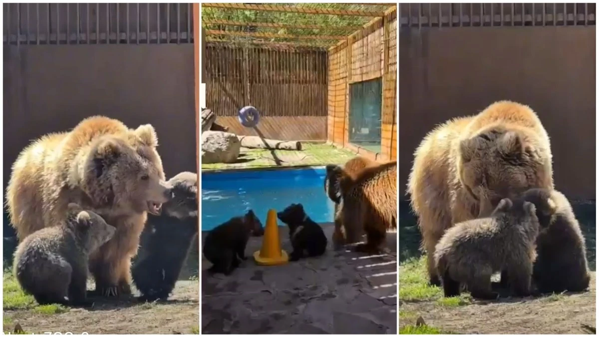 Зообақтағы қонжықтар (2)