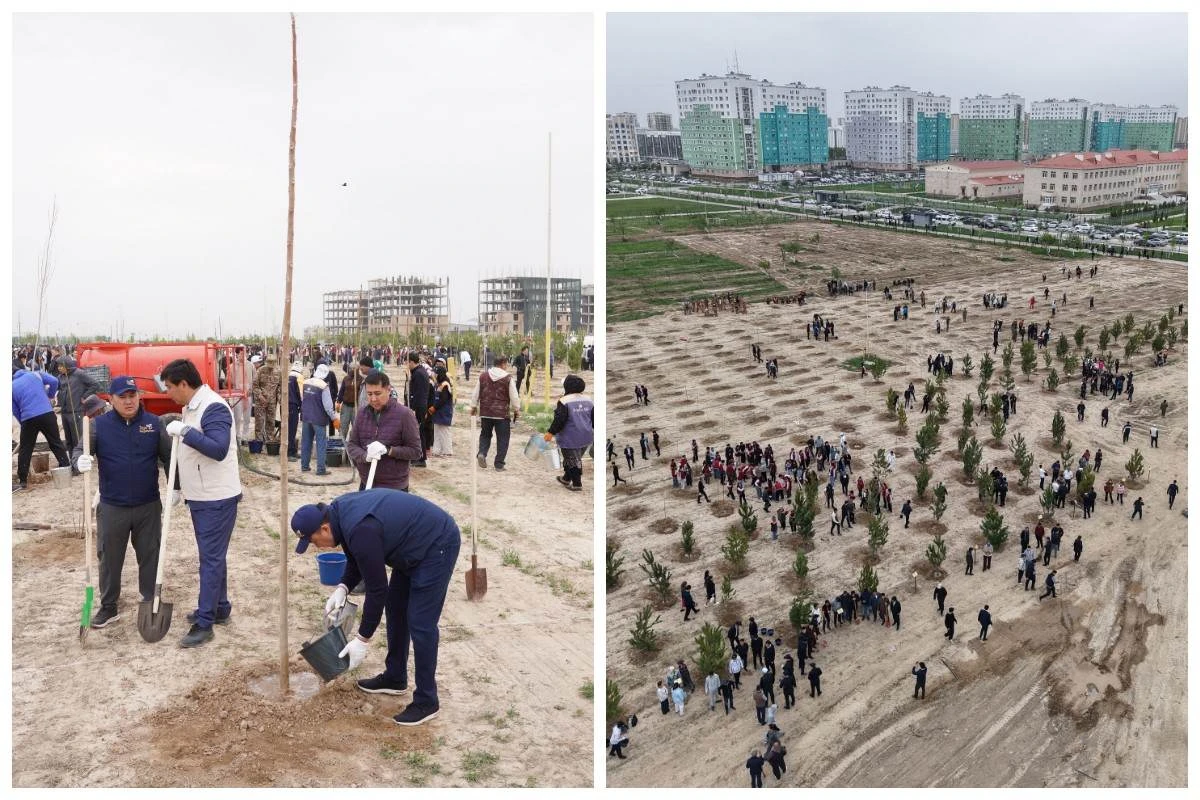 ағаш отырғызу