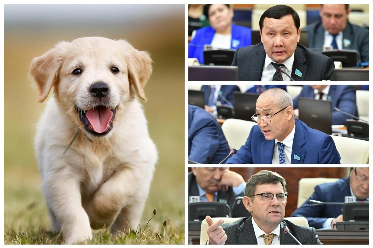 мәжіліс депутаттары ренжулі