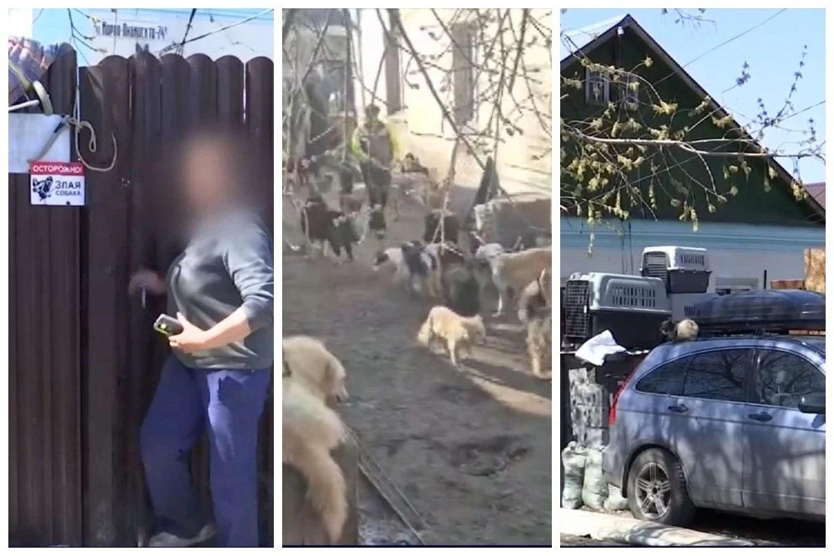 көп ит асыраған