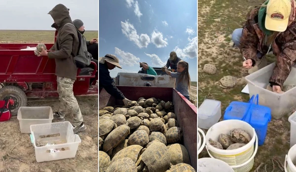 Тасбақаларды көшіру