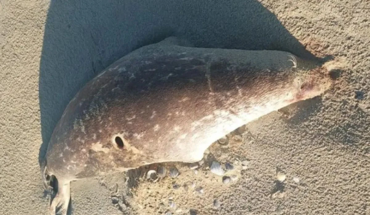 Өлі итбалық