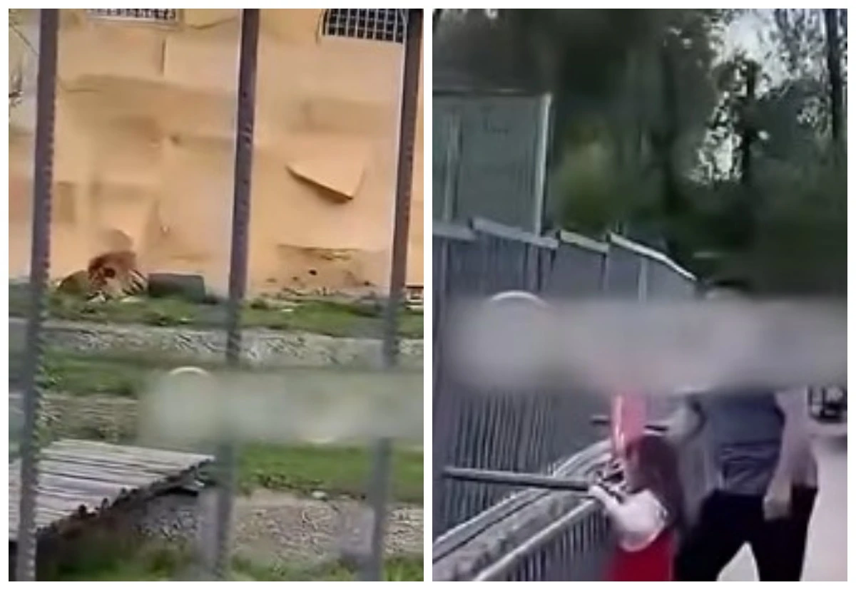 арыстанға тас лақтырған