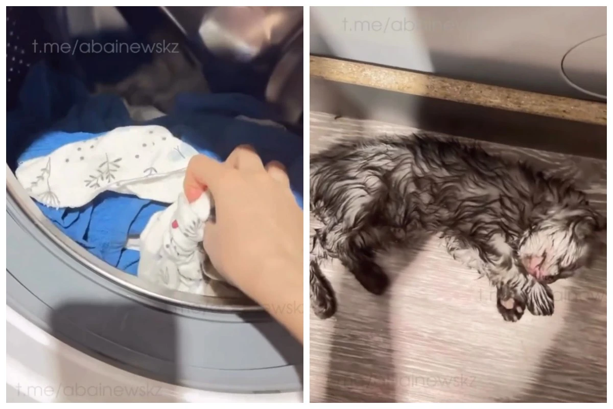 кір жуғыш машинада мысық