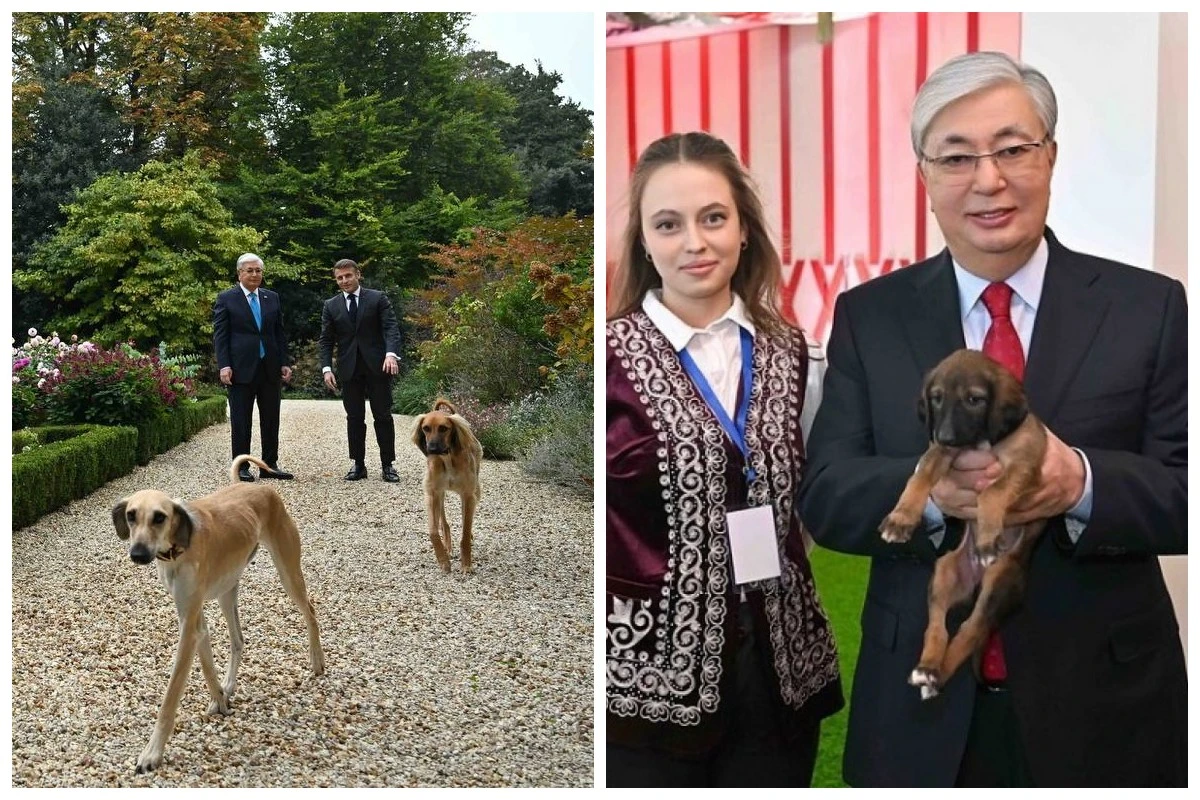 Қазақтың тазысы мен төбет күні: Елімізде жаңа мереке пайда болды