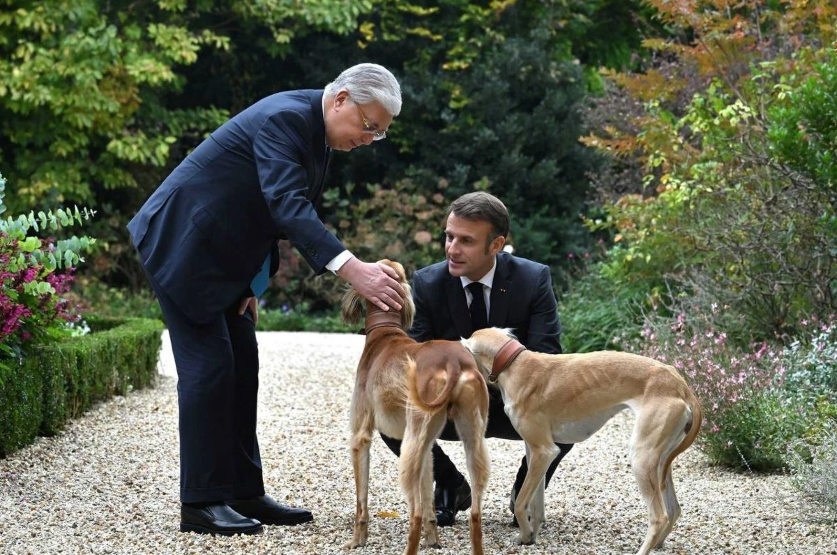 Тоқаев тазы күні