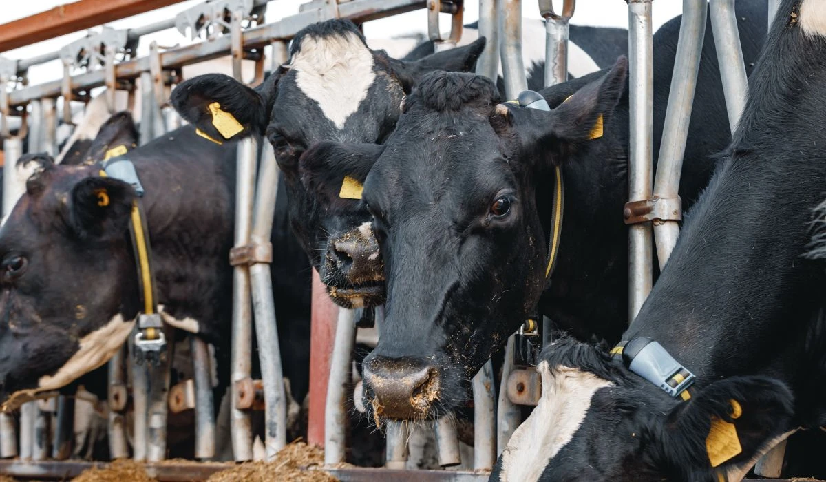 Ірі қара мал