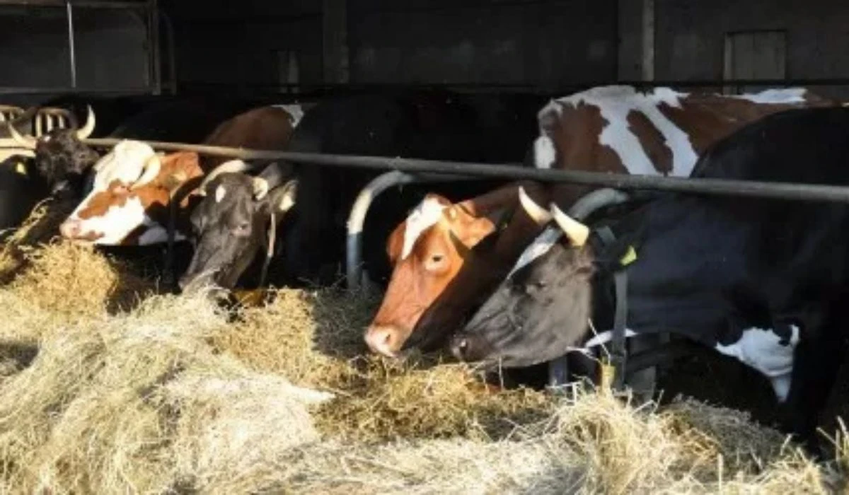 Ірі қара мал