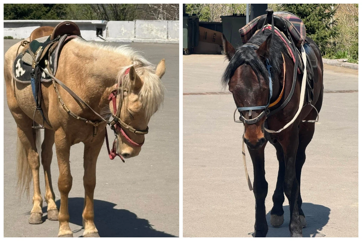 Медеуде жылқылар шаршап тұр