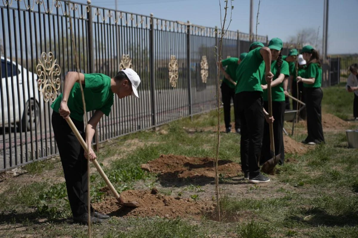 Ұлытау ағаш отырғызу