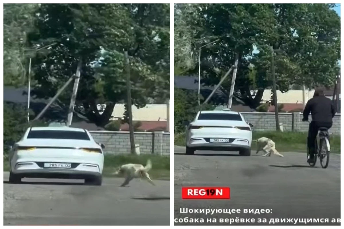 итті көлікпен сүйреді