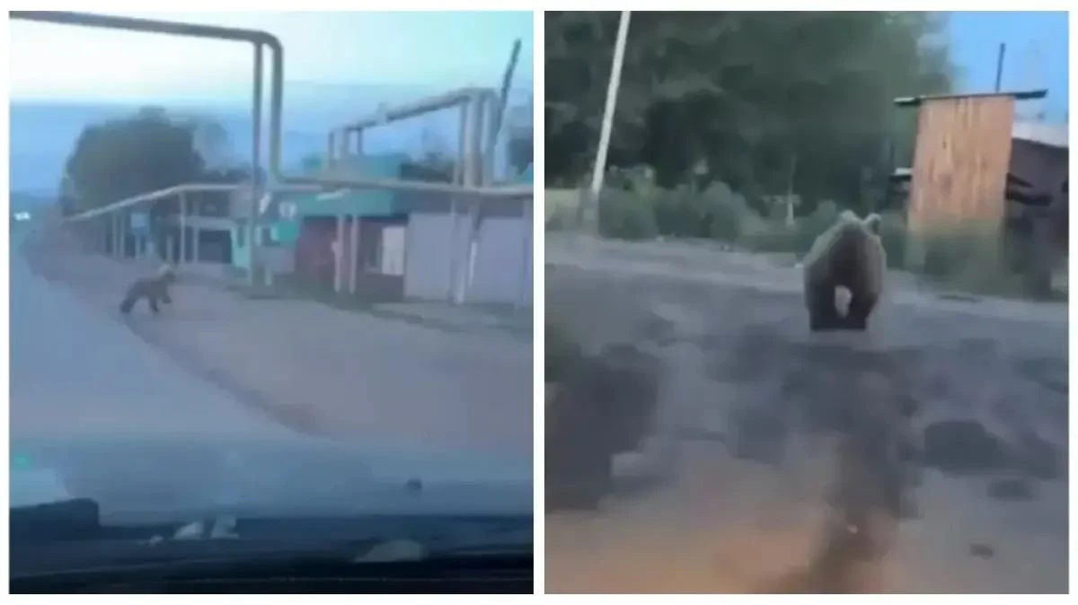 ауылға аю кіріп кеткен