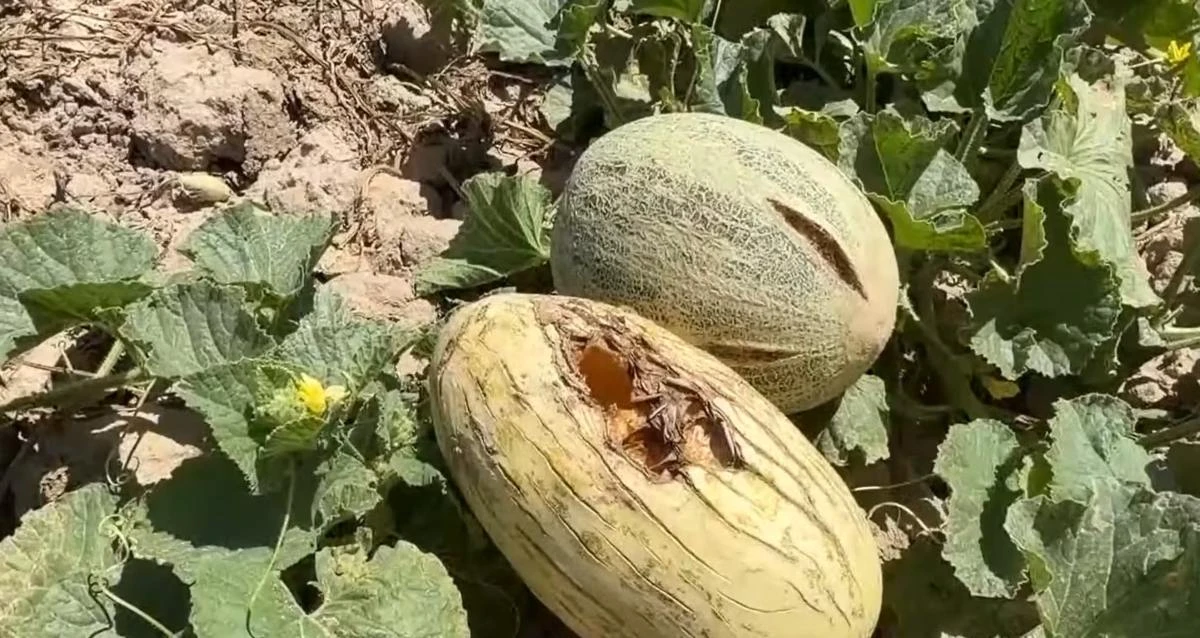 Жасанды жауын егістік қауын