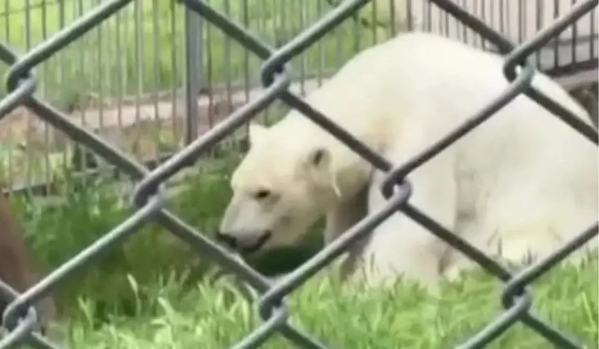 Ақ аю