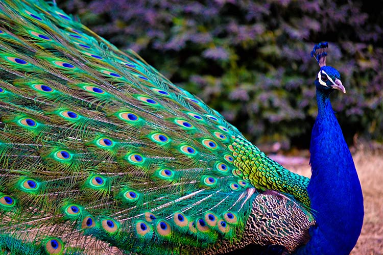 peacock-big