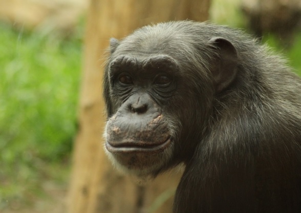 Жапонияда жоғалып кеткен шимпанзе жұрт арасында дүрбелең туғызды