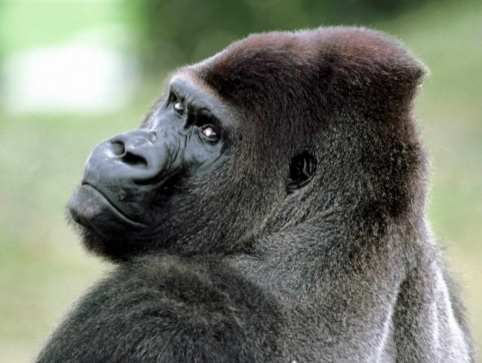 Британ зообағында биші горилла пайда болды