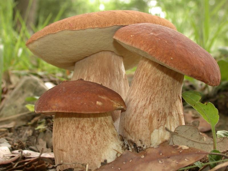 Белые-грибы (1)