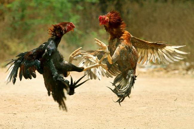 cock_fighting_01