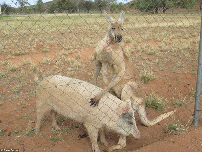 351C6C5D00000578-0-A_kangaroo_and_a_pig_have_been_photographed_having_sex_in_a_padd-a-34_1465527905260