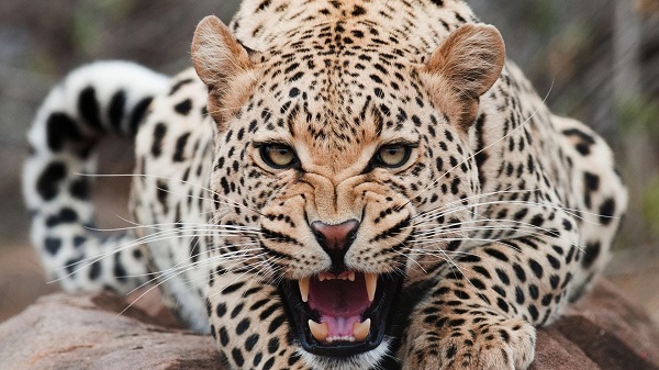 Animals___Wild_cats_Angry_jaguar_bared_his_teeth_099212_ (1)