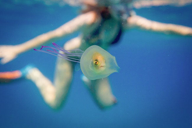 медузааа