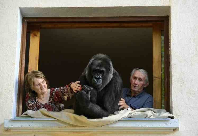 Ерлі-зайыпты горилла асырап, онымен 18 жыл бірге тұрып келеді 
